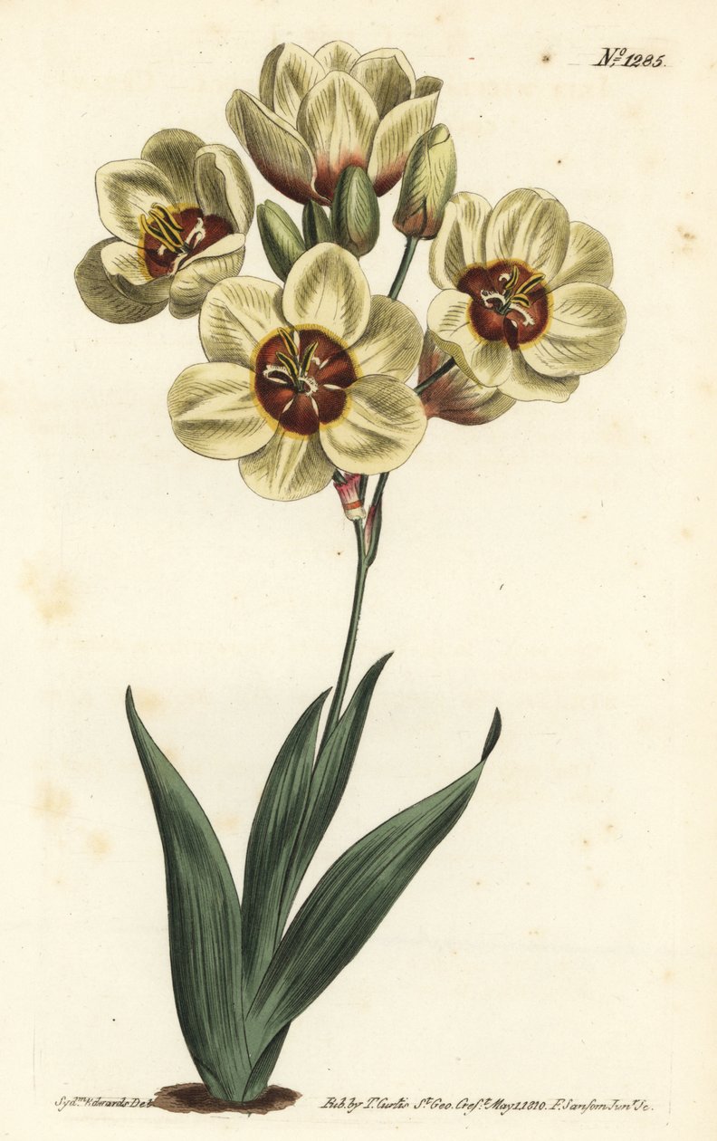 Ixia abbreviata (Krem renkli benekli ixia, Ixia maculata v. ochroleuca). William Curtis