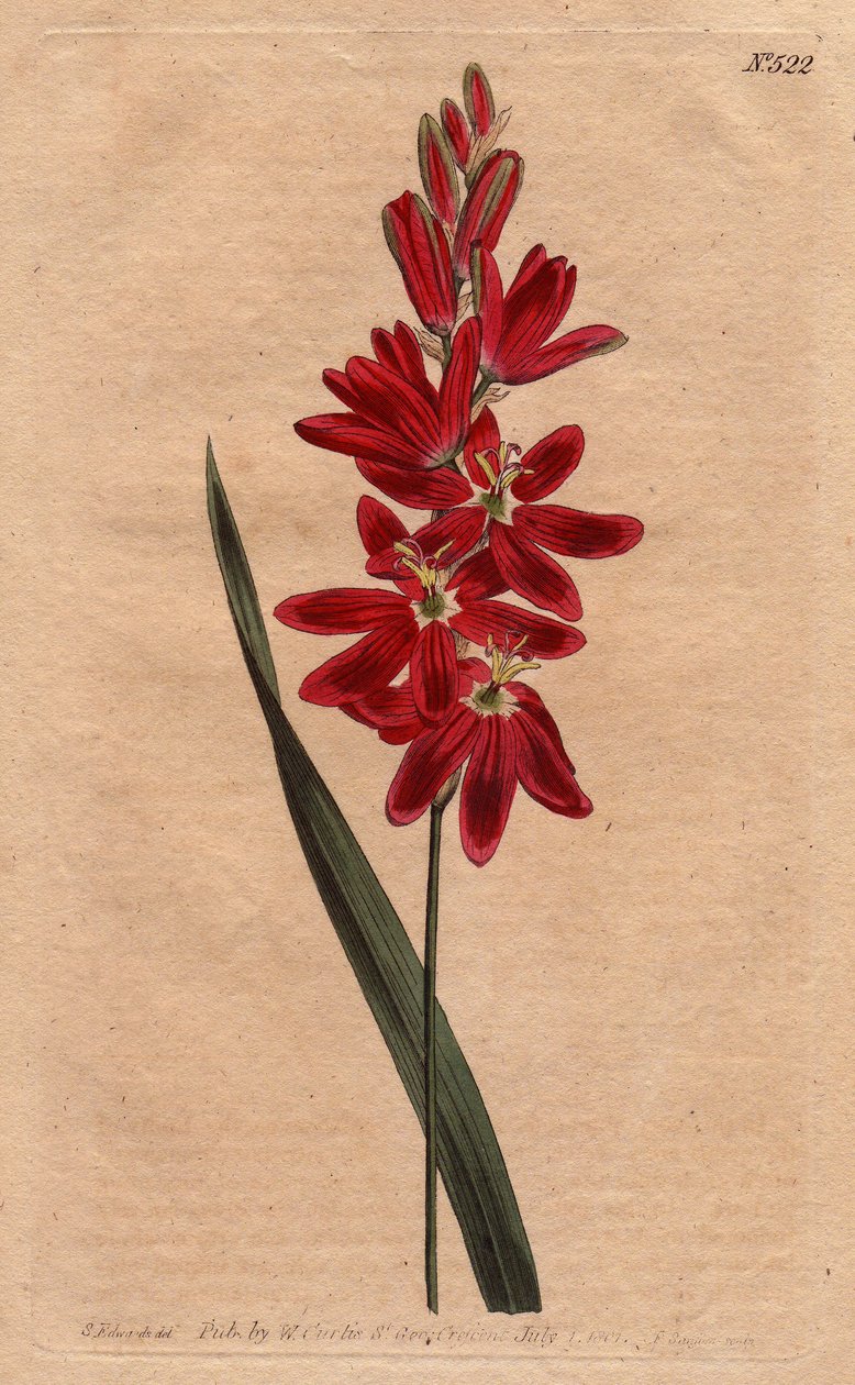 Ixia kıpkırmızı veya bayat çiçek, koyu ekarlat rengi. Crimson ixia veya derin kıpkırmızı çiçeklerle yayılan çiçekli ixia. Ixia patentleri. William Curtis
