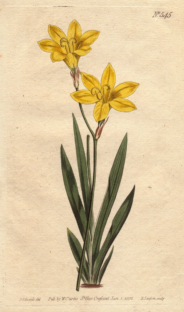 Ixia kükürt rengi, parlak limon sarısı çiçeklerle. Parlak limon sarısı çiçekli kükürt renkli ixia. Ixia bulifera. William Curtis