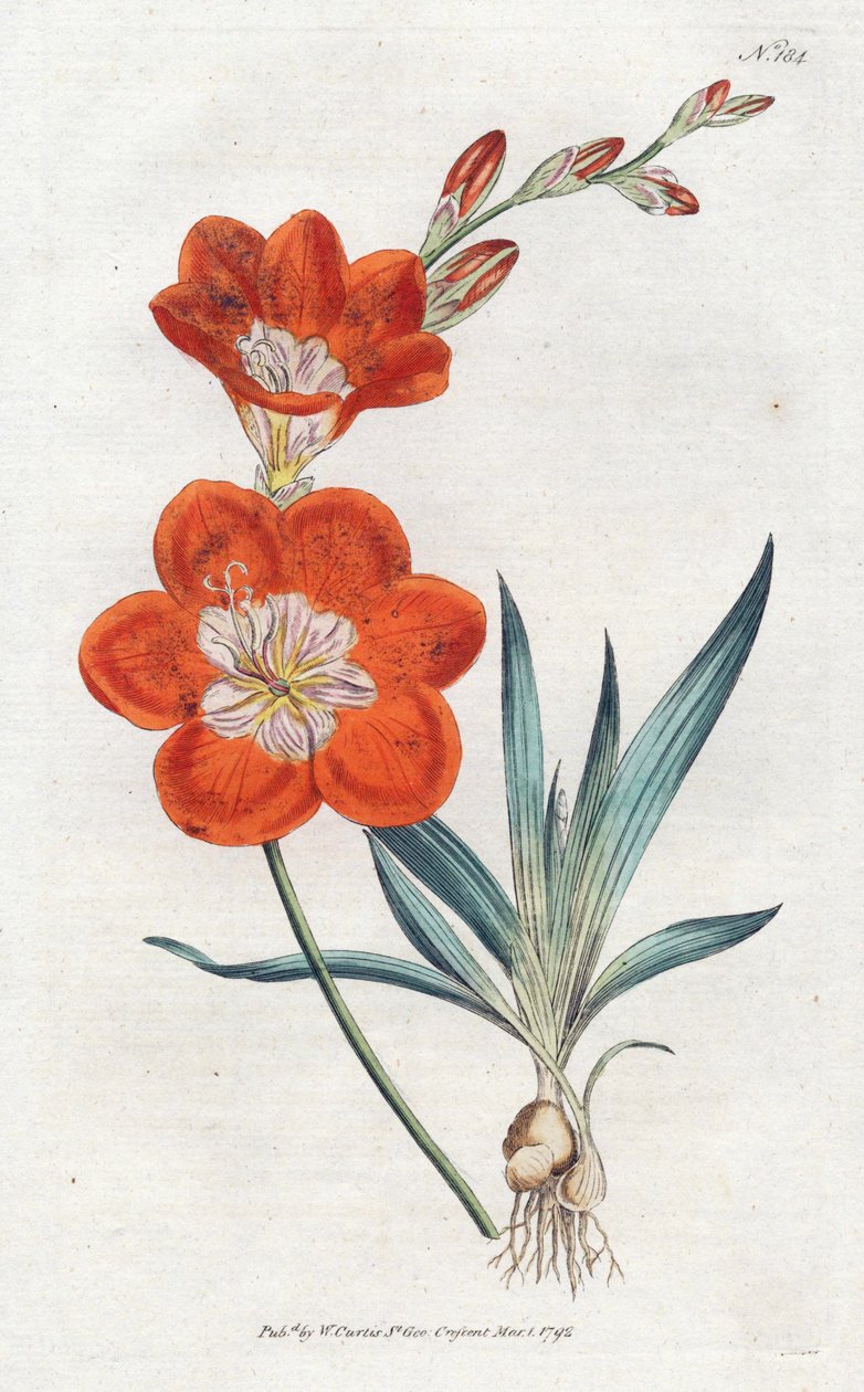 Ixie orangee - Sydenham Edwards (1768-1819) tarafından litografi, William Curtis