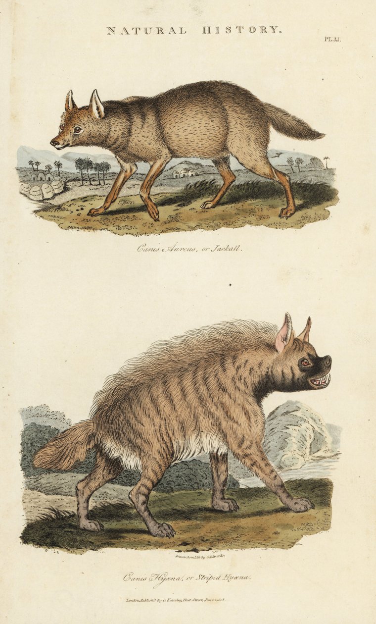 Çakal dore ve sırtlan - Altın çakal, Canis aureus ve çizgili sırtlan, Hyaena hyaena. John Mason Good