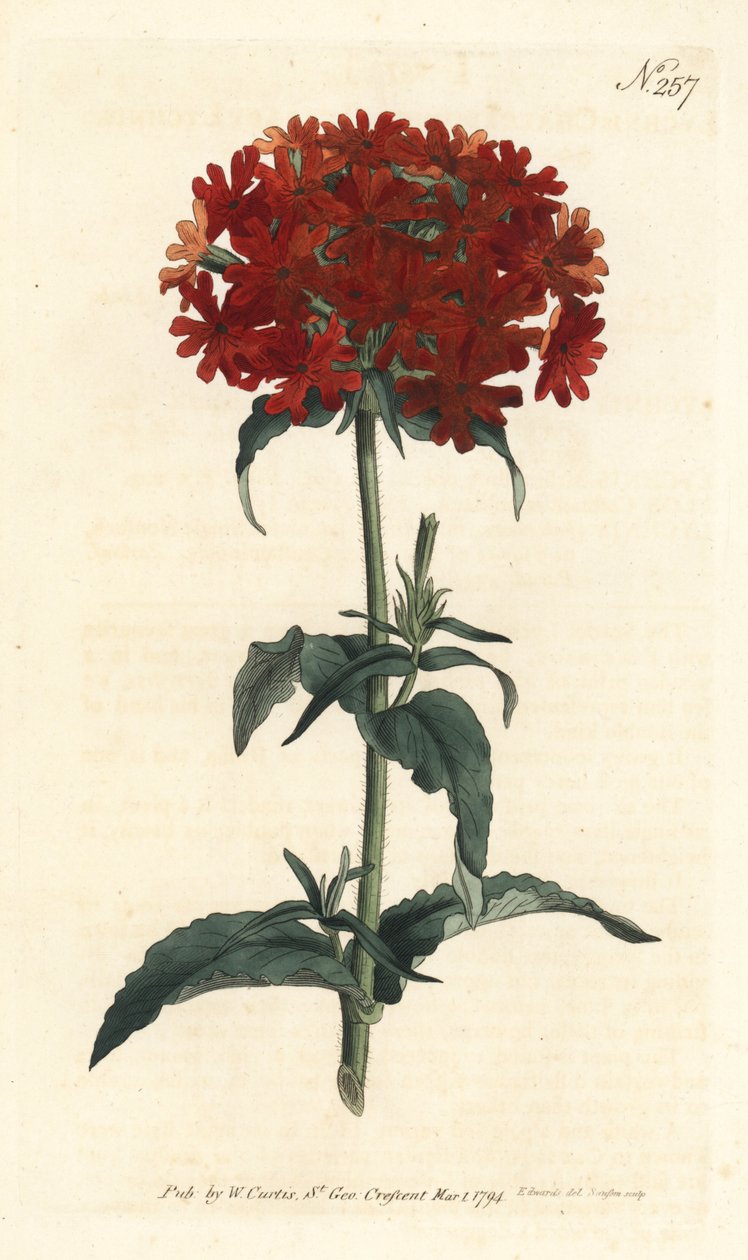 Kudüs Haçı - Yanan aşk, Silene chalcedonica (Scarlet lychnis, Lychnis chalcedonica). William Curtis