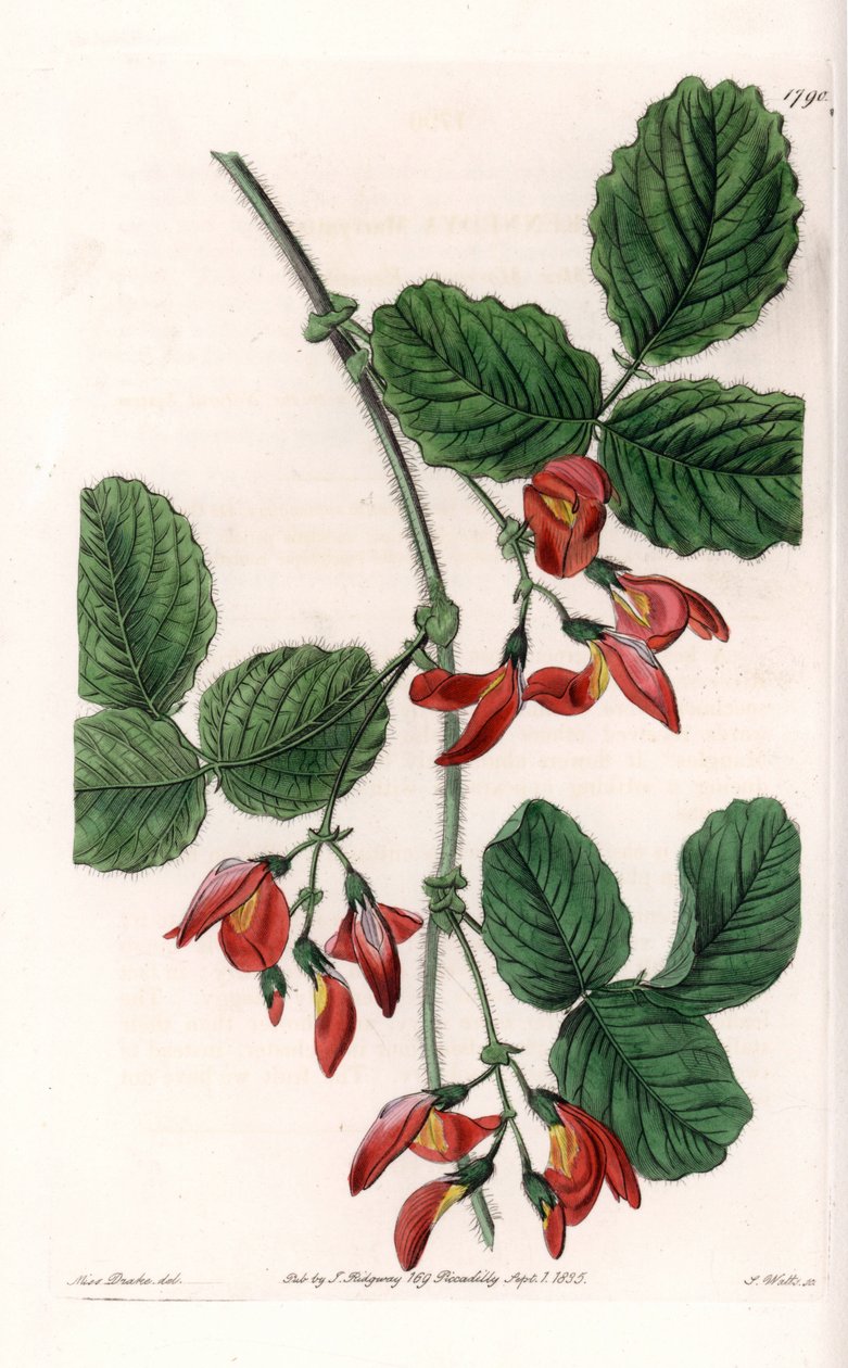 Kennedia macrophylla, Avustralya