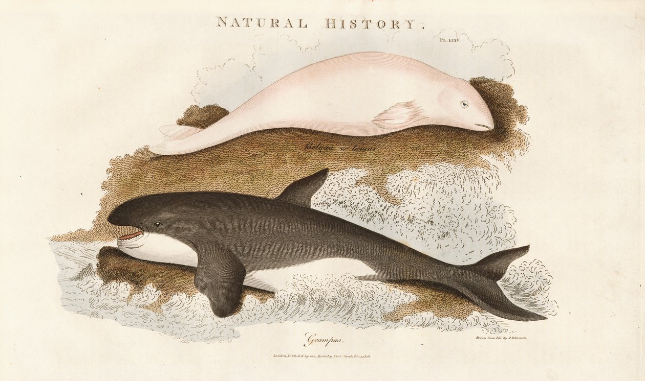 Katil Balina ve Beluga Balinası by Sydenham Teast Edwards