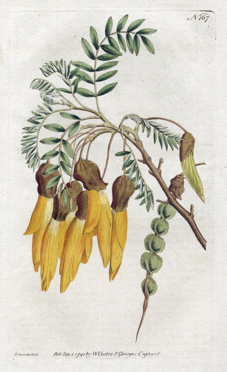 Kowhai, Yeni Zelanda