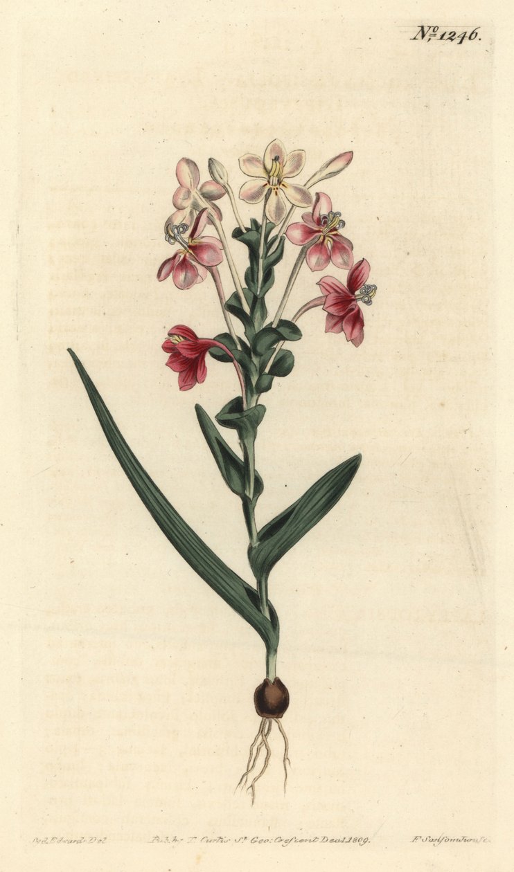 Lapeirousia piramidalis (Yapraklı çivili lapeyrousia, Lapeyrousia fissifolia). William Curtis
