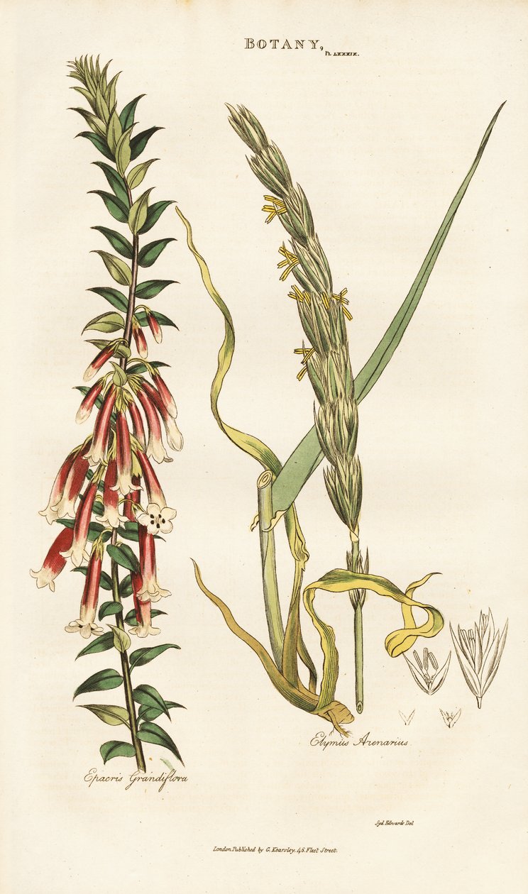 Büyük çiçekli Epacris ve Lyme Çimi by Sydenham Teast Edwards