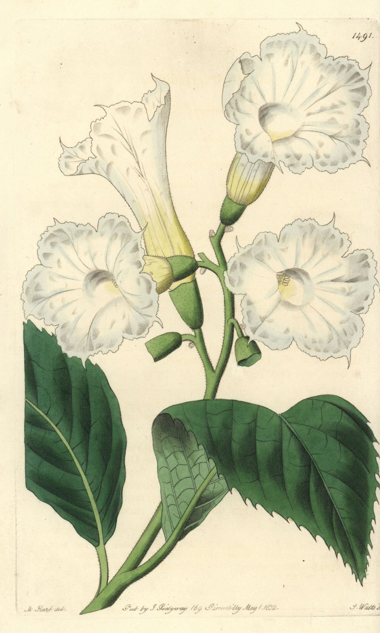 Büyük çiçek kordonu - büyük çiçekli kordonu, Cordia grandiflora. Sydenham Edwards