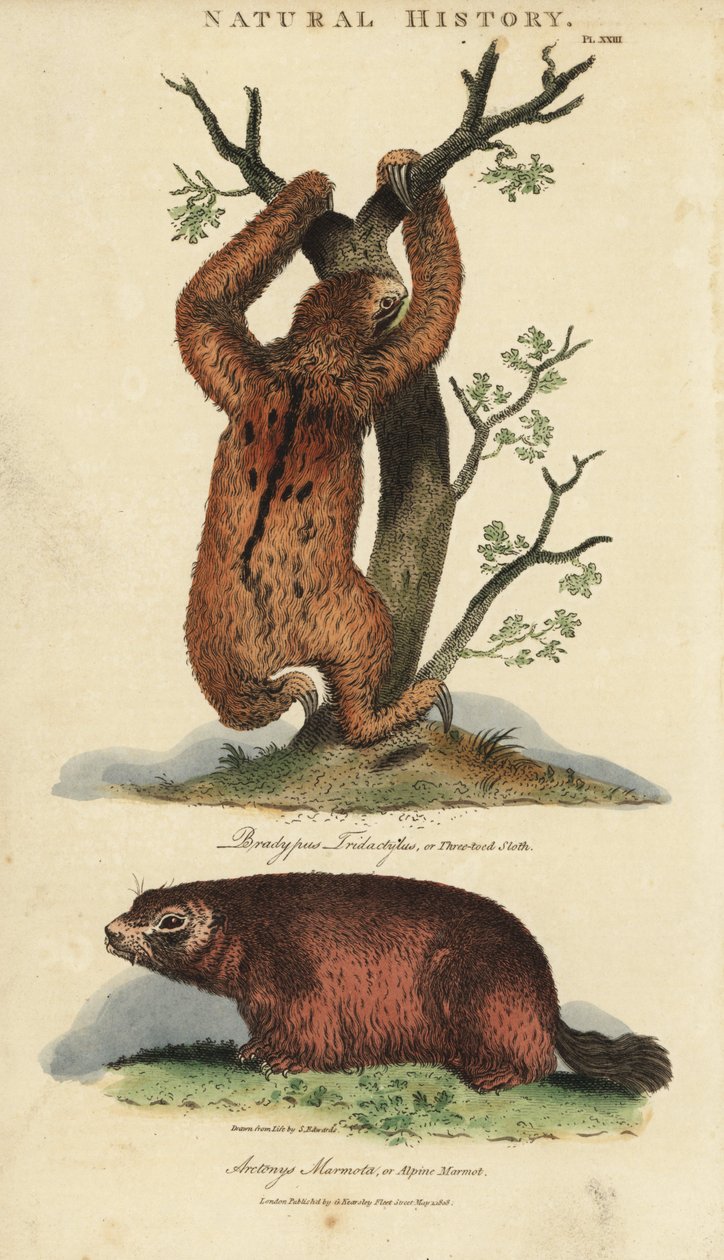 Tembel tridactyl veya ai ve dağ sıçanı - Üç parmaklı tembel hayvan, Bradypus tridactylus ve Alp dağ sıçanı, Marmota marmota (Arctonys marmota). John Mason Good