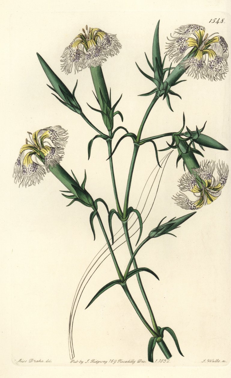 Lübnan karanfil (tehlikedeki türler) - Lübnan Pembesi, Dianthus libanotis. Nesli tükenmekte olan türler. Sydenham Edwards