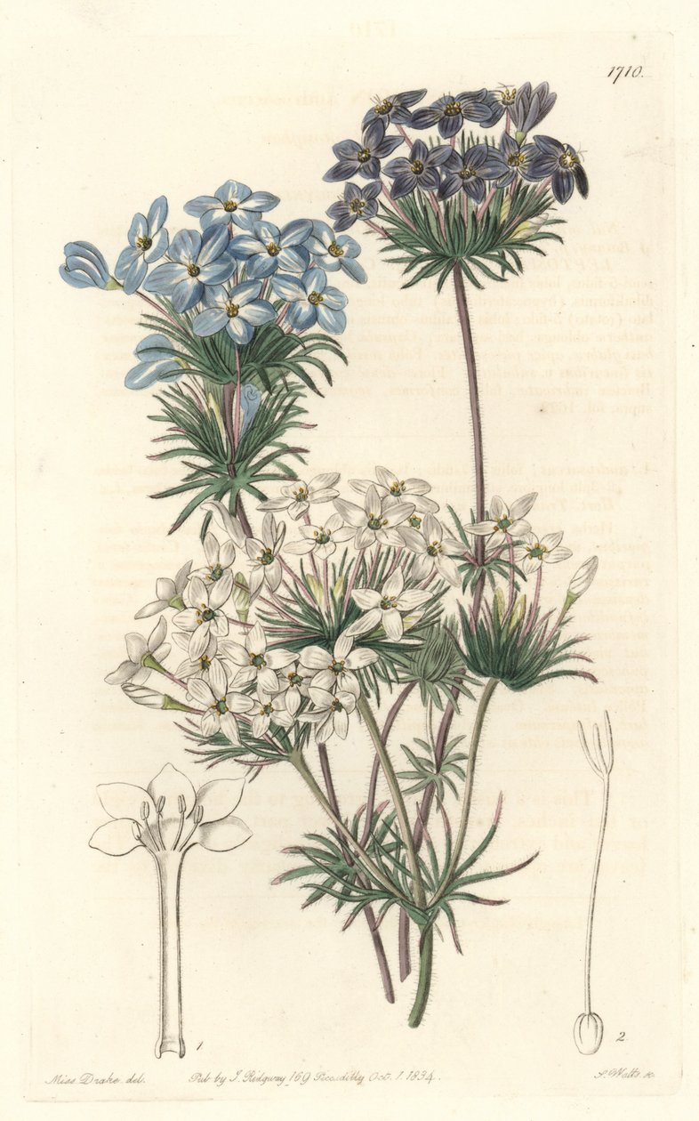 Leptosiphon androsace, California
