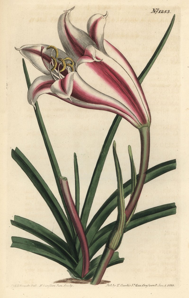 Zambak Variete - Cape sahil zambak, Crinum ornatum (Amaryllis ornata). William Curtis