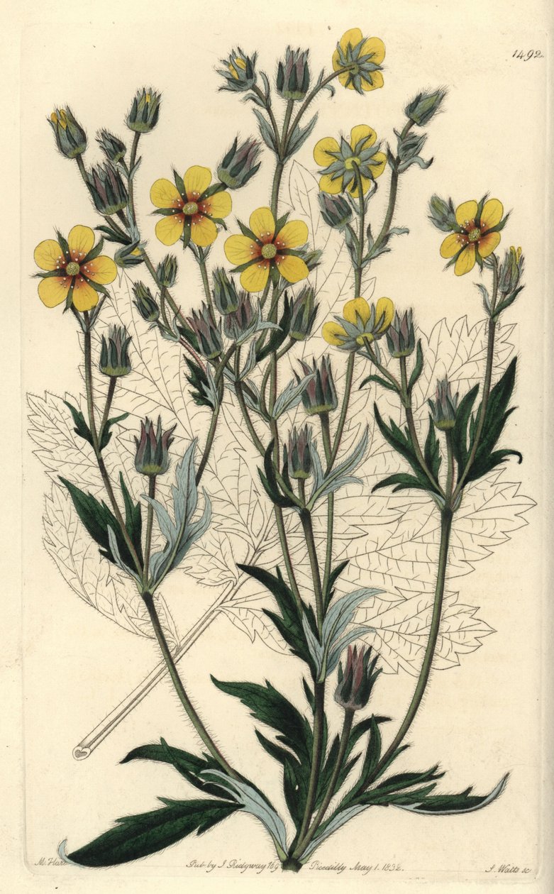 Uzun yapraklı cinquefolia variete - Potentilla longifolia (Viscid cinquefoil, Potentilla viscosa). Sydenham Edwards