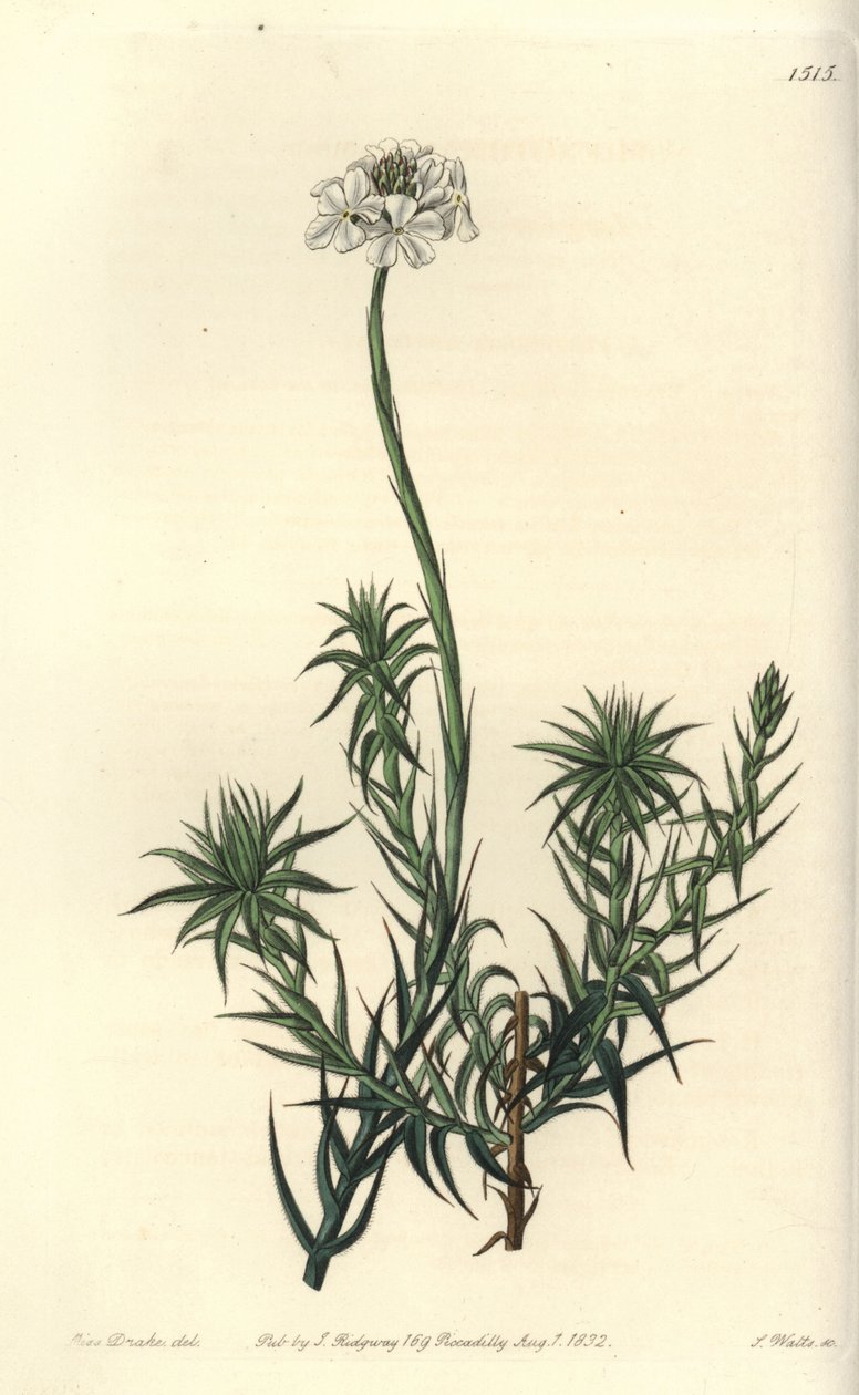 Uzun yapraklı sfenotom, Sphenotoma capitatum. Sydenham Edwards