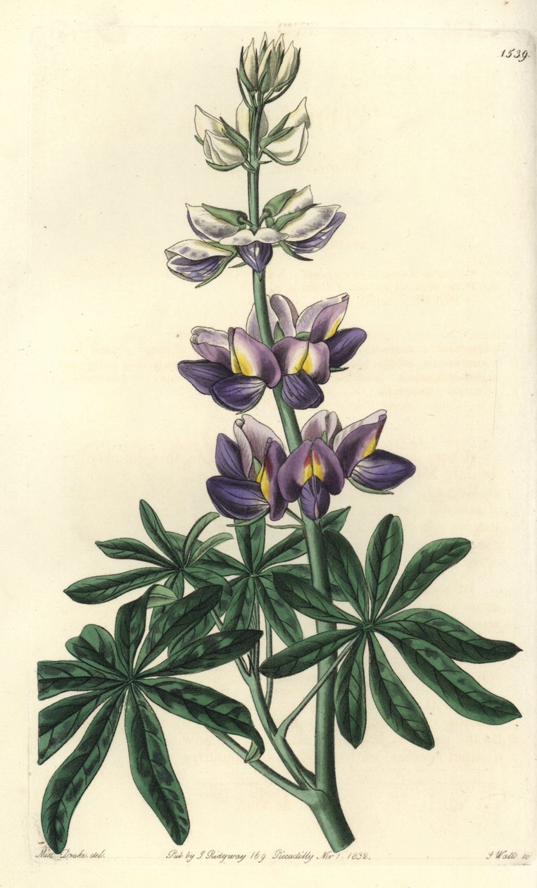 Acı bakla - Değiştirilebilir acı bakla, Lupinus mutabilis. Sydenham Edwards