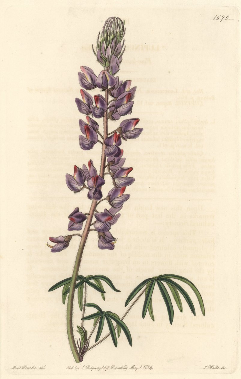 Dar yapraklı acı bakla - Botanical Register