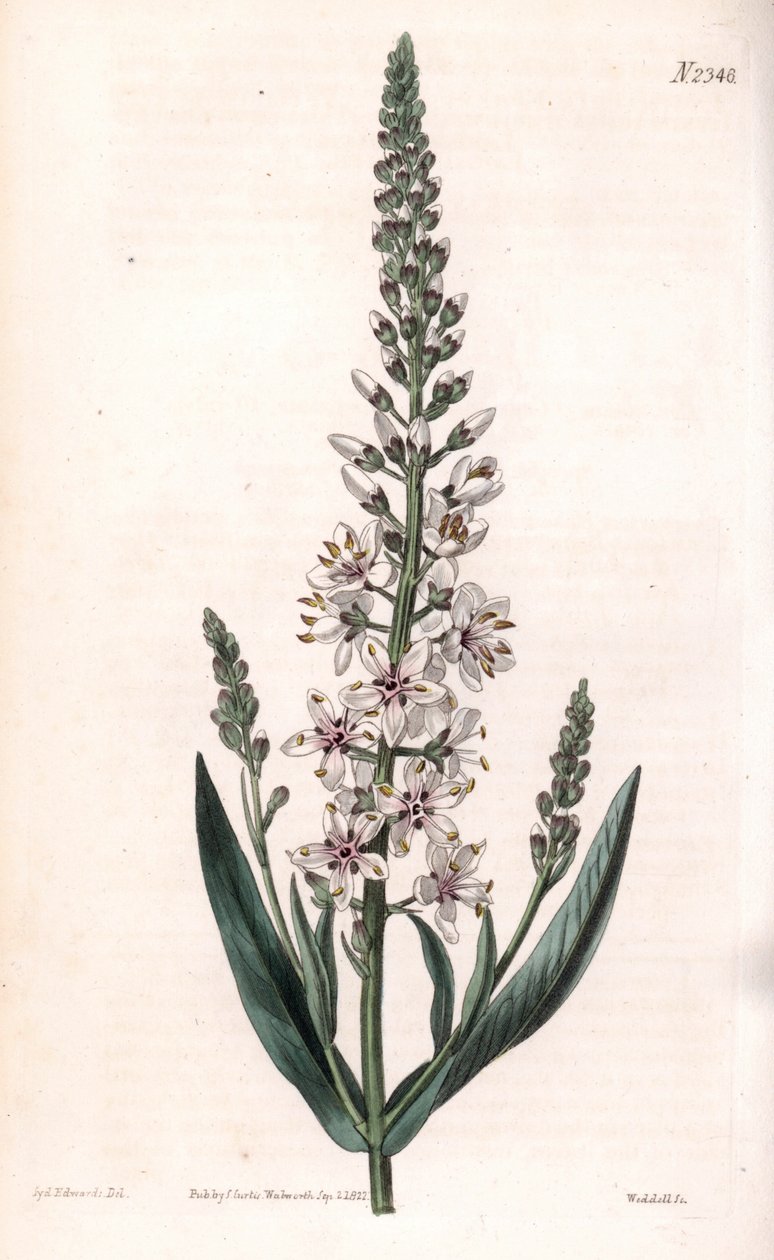 Lysimaque ephemer - Gümüş veya söğüt yapraklı gevşek, Lysimachia ephemerum. Samuel Curtis