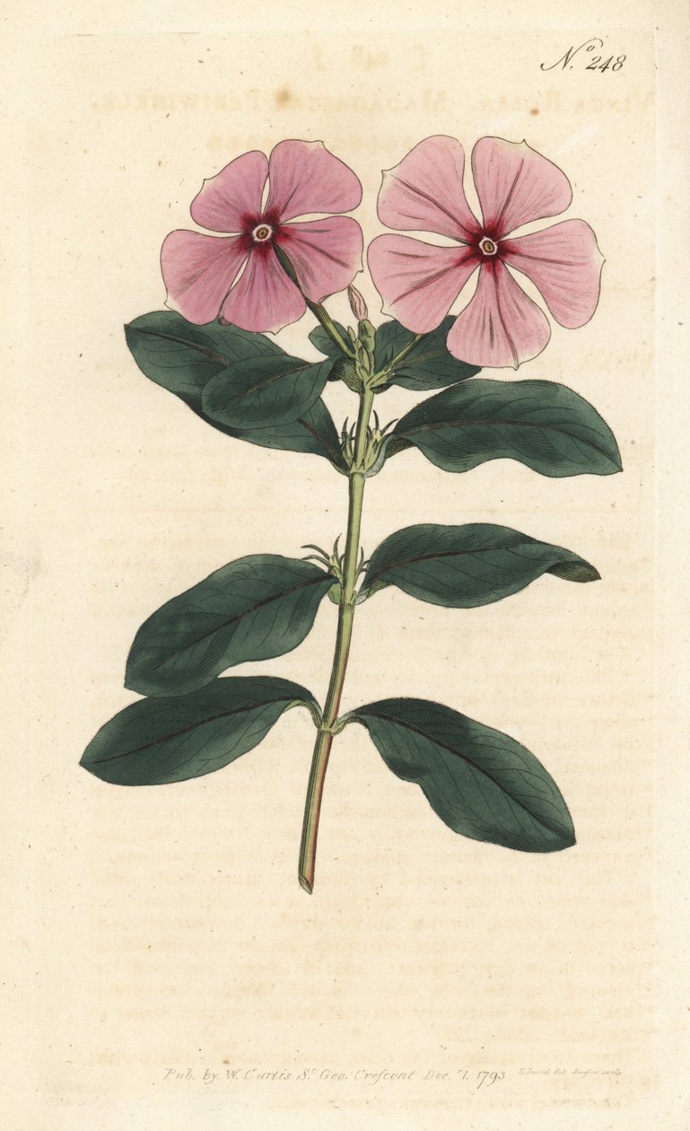 Madagaskar Deniz Salyangozu - Madagaskar deniz salyangozu, Catharanthus roseus (Vinca rosea). Sydenham Edwards rom William Curtis