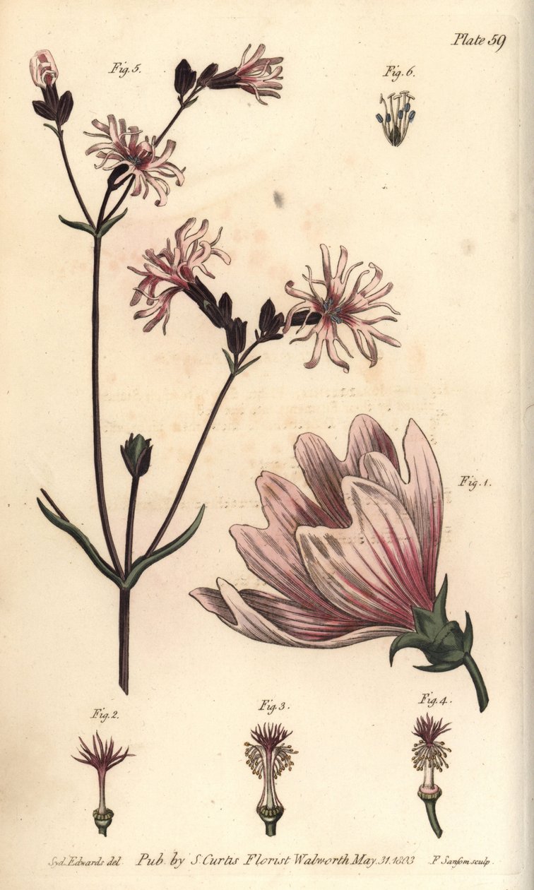 Ebegümeci, Malva sylvestris, Monadelphia by Sydenham Teast Edwards