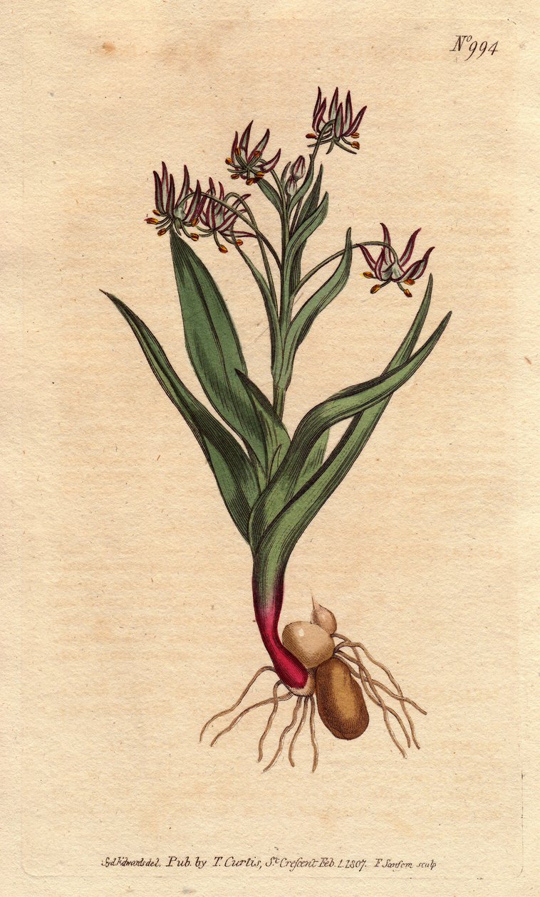 Birçok küçük çiçek leylak, ampul ve kökleri ile melanthium dallanma. Birçok küçük leylak çiçeği, ampuller ve kök yapısı ile dallanan melanthium. Ornithoglossum viride (Melanthium viride) Botanik bir resimden elde boyanmış bakır levha oyma by Sydenham Teast Edwards