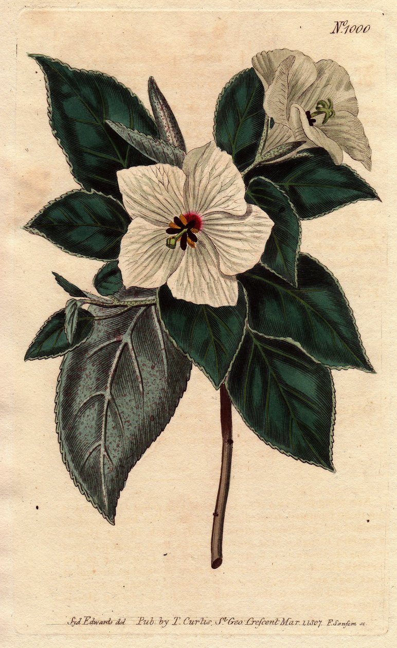 Beyaz çiçekli Melhania Saint Helena.St. Helena Beyaz çiçekli kırmızı ahşap. Melhania eritroksilon. William Curtis