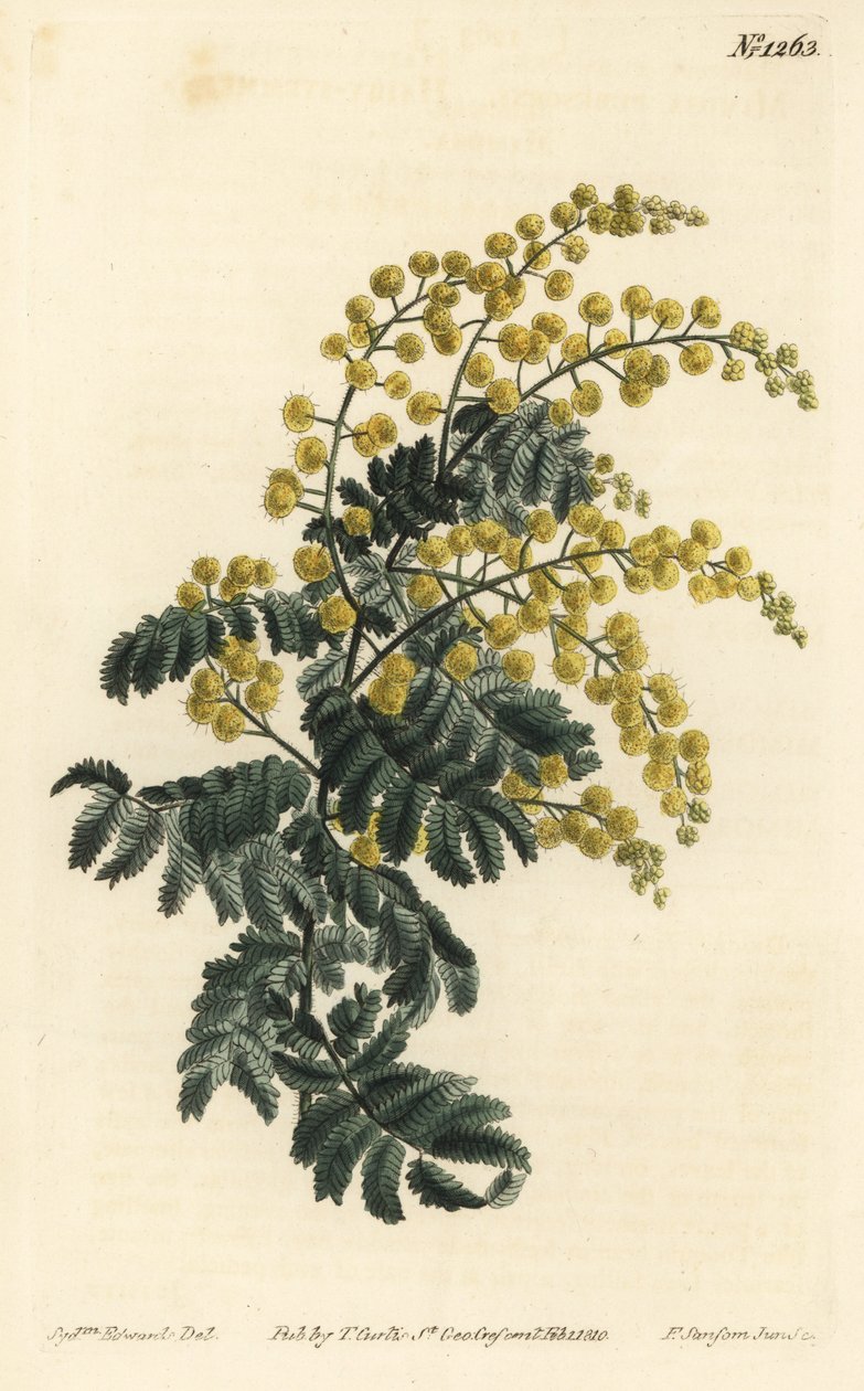 Mimoza - Tüylü wattle, Acacia pubescens, savunmasız (Kıllı saplı mimoza, Mimosa pubescens). William Curtis