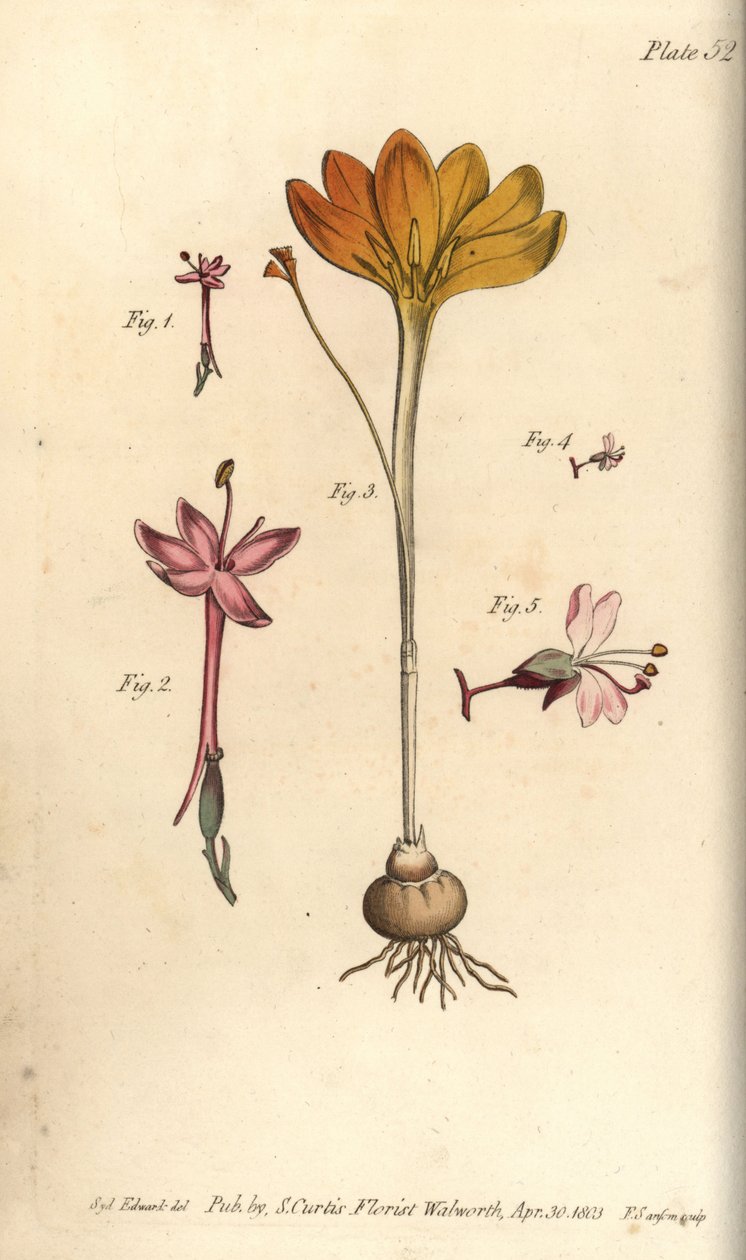 Monandria 1,2, altından kumaş, Crocus angustifolius (Triandria) 3 ve büyücünün itüzümü, Circaea alpina (Diandria) 4,5. Sydenham Edwards tarafından William Curtis