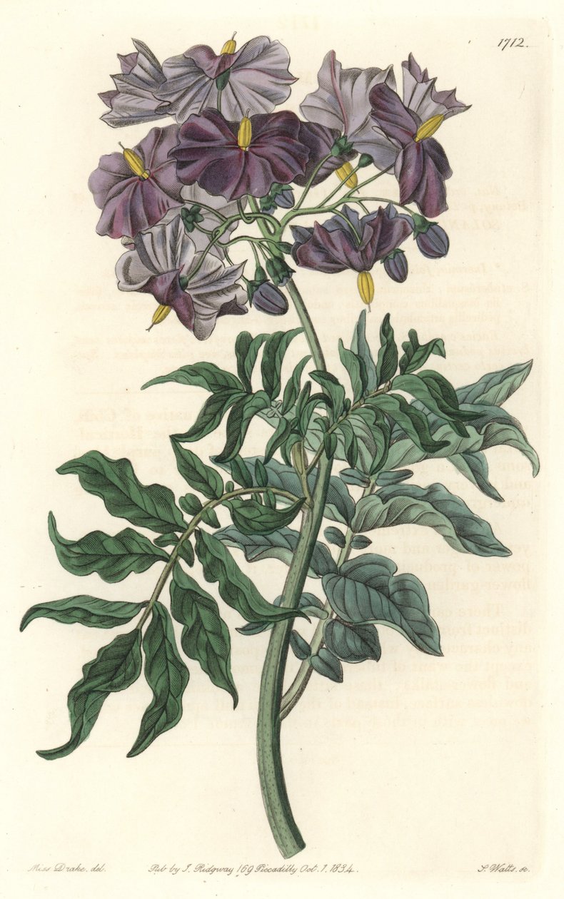 Morelle (Solanum), Şili