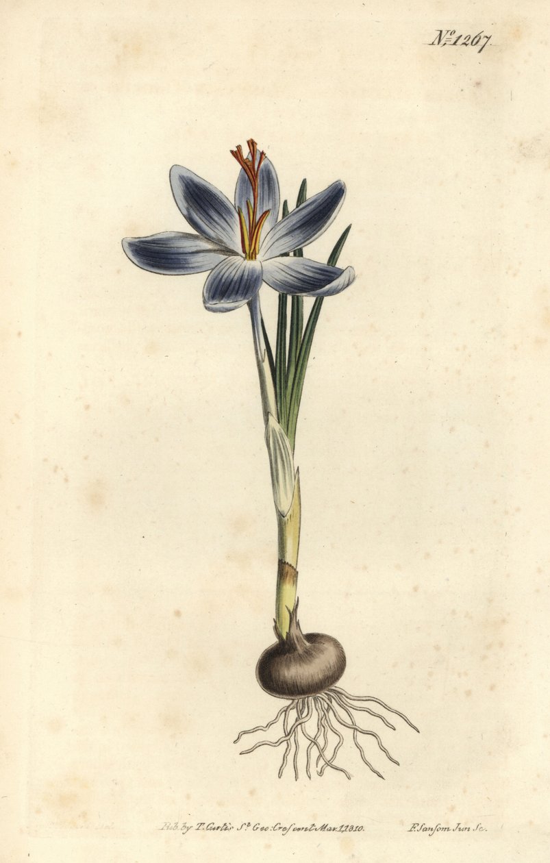 Dağ çiğdem, Çiğdem serotinus. William Curtis