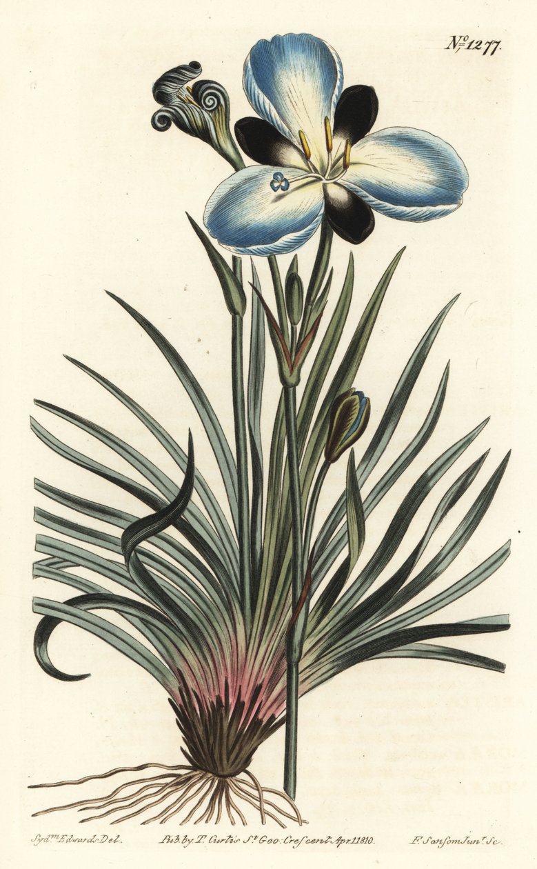 Yas çiçekli aristea, Aristea lugens (Aristea melaleuca). William Curtis