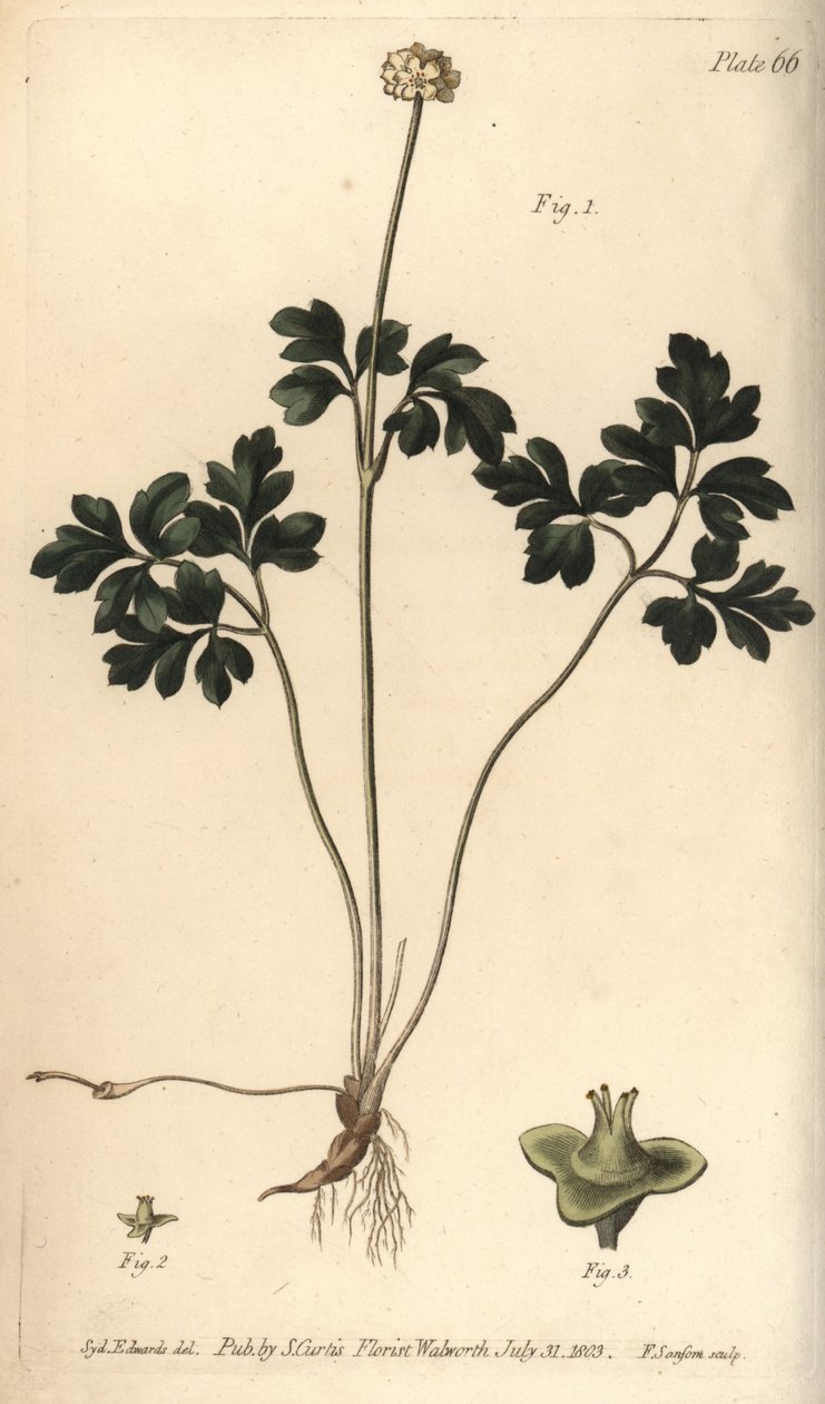 Miskkökü, Adoxa moschatellina, Tetragynia, çiçek 1 ve pistilla 2,3. Lambeth
