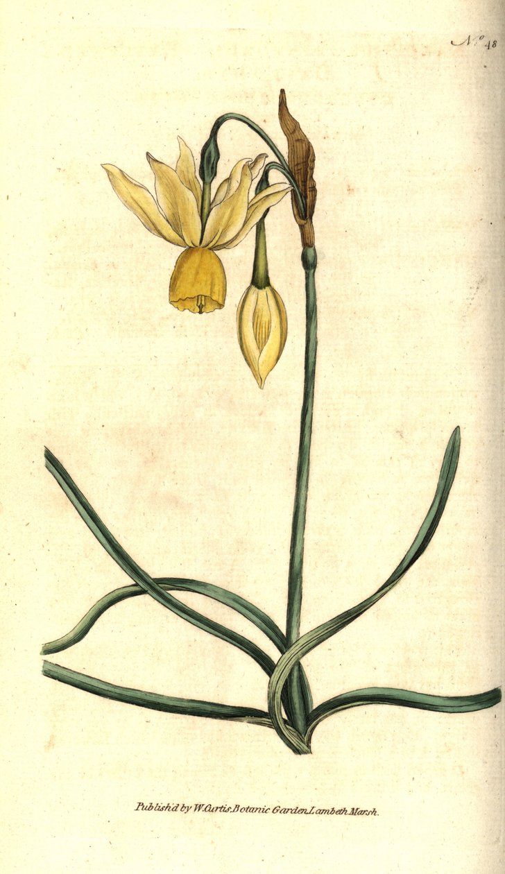 Nergis - Refleksli nergis, Narcissus triandrus. William Curtis
