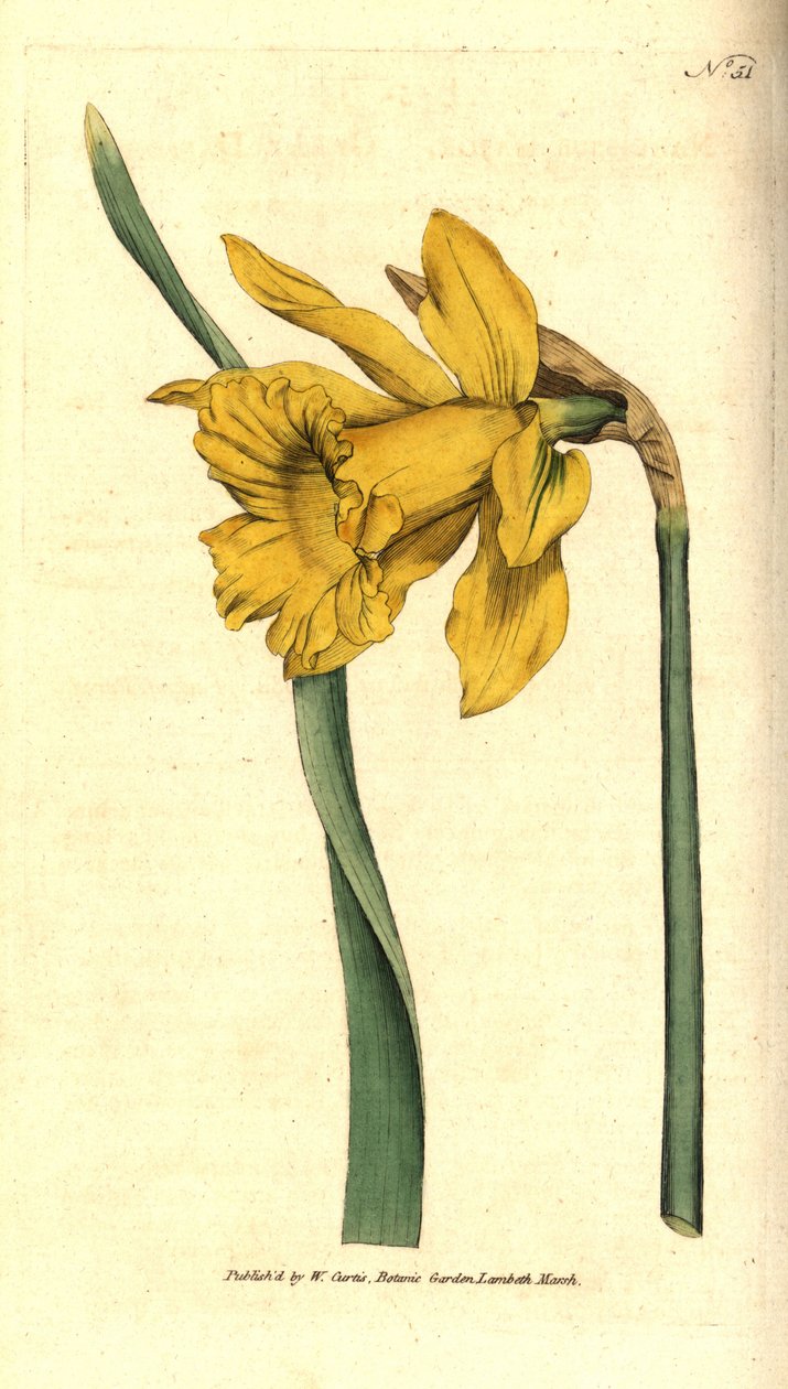 Narcissus - İspanyol nergis, Narcissus hispanicus (Büyük nergis, Nergis majör). William Curtis