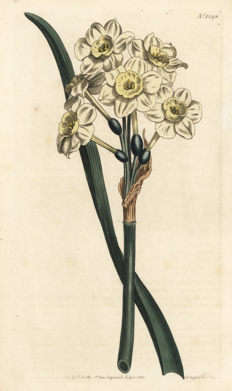 Nergis bir buket - Demet çiçekli nergis, Nergis tazetta (Soluk fincanlı beyaz bahçe nergisi; Narcissus orientalis) - William Curtis