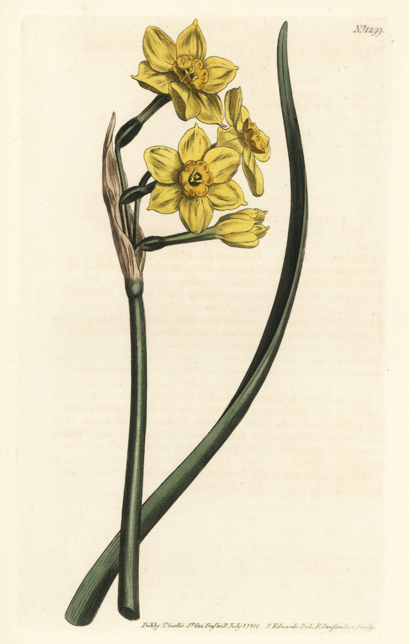 Narcissus bir buket Demet çiçekli nergis, Narcissus tazetta subsp. aureus (Nergis kokulu nergis, Narcissus bifrons) - William Curtis