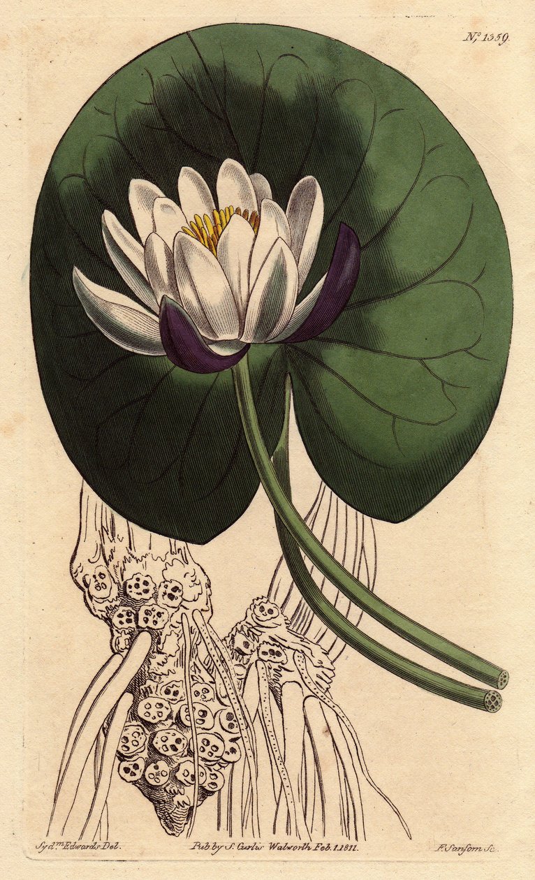 Nenuphar