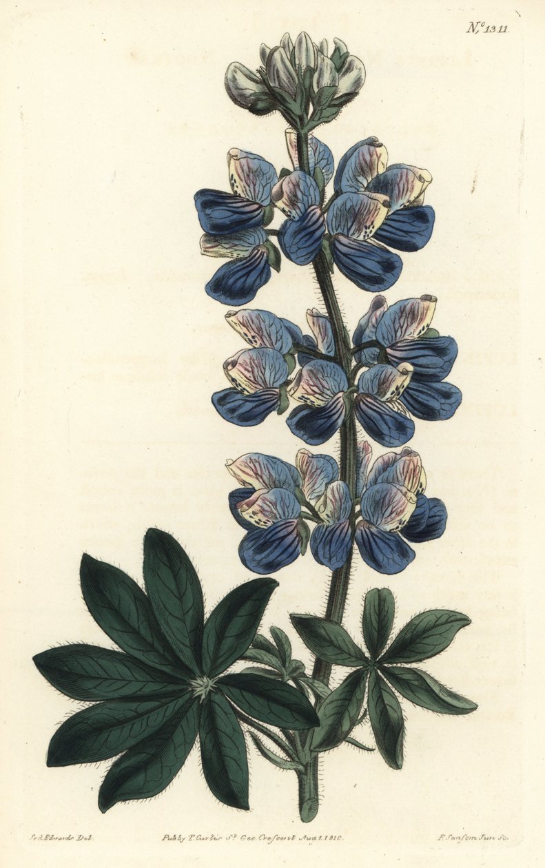 Nootka Lupin - Nootka-Ses acı bakla, Lupinus nootkatensis. William Curtis
