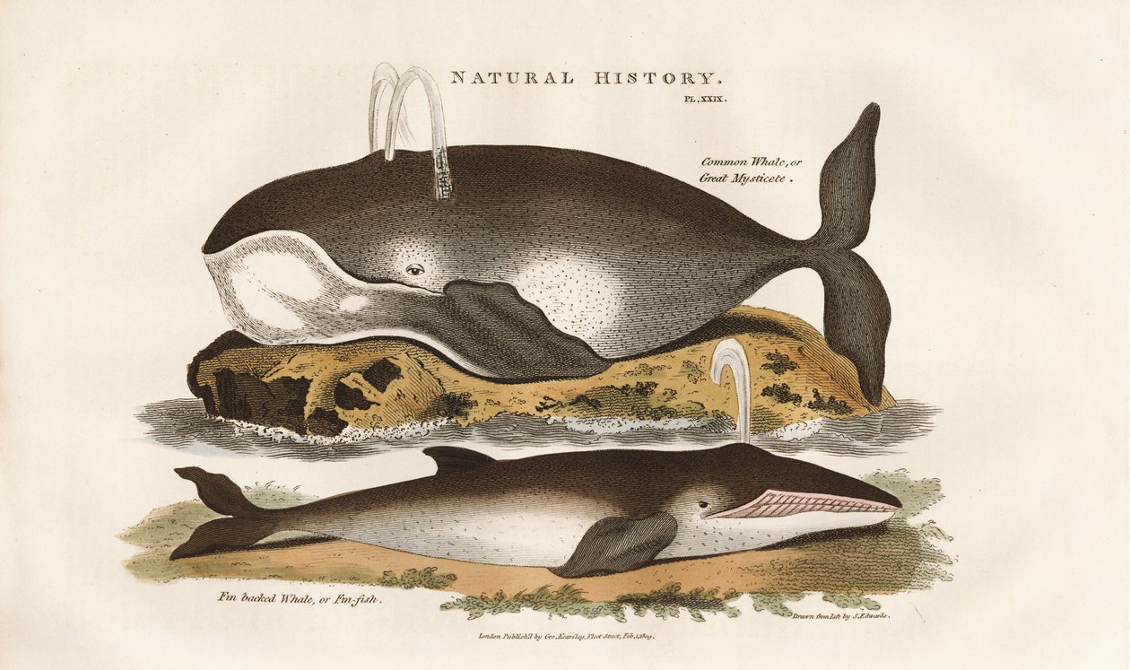Kuzey Atlantik Balinaları by Sydenham Teast Edwards
