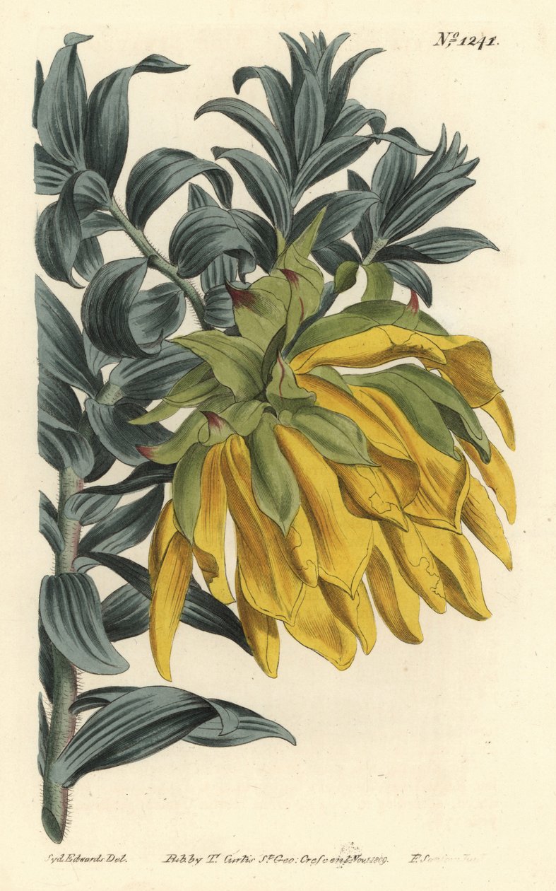 Turuncu sallanan kafa veya dağ yıldız çiçeği, Liparia splendens (Ruscus yapraklı liparia, Liparia sphaerica). William Curtis