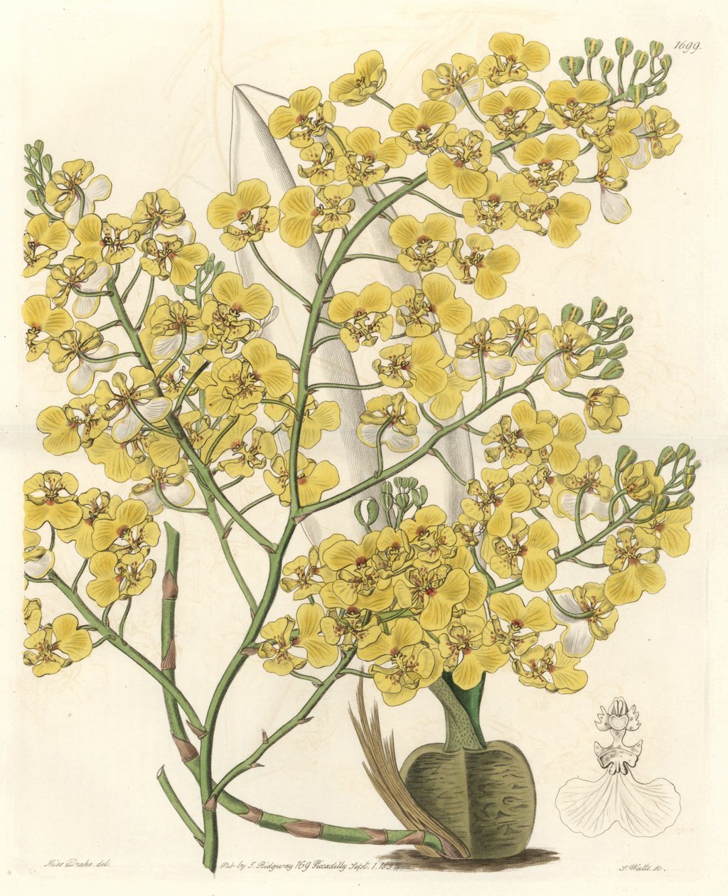 Orkide (Oncidium ampliatum), sarı çiçekli, Yeni Zelanda