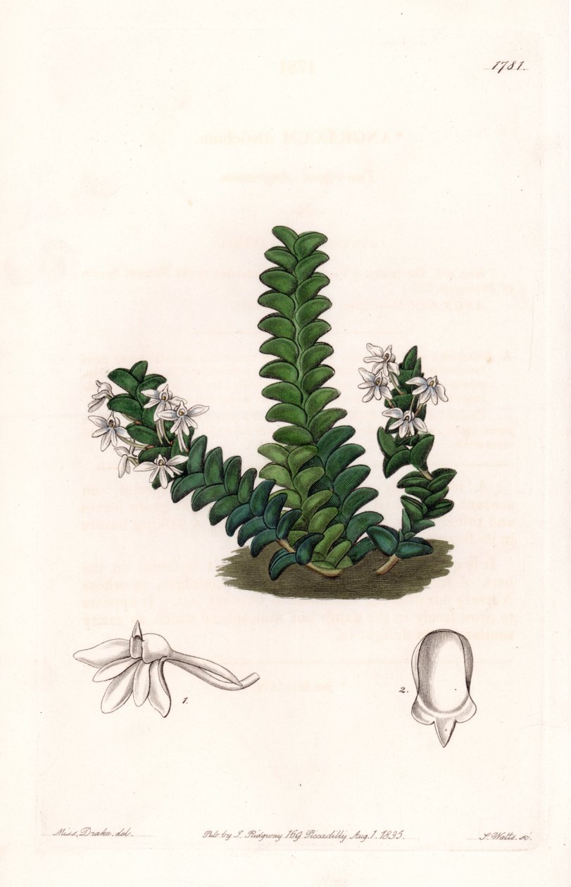 Orkide: Angraecum çeşidi, Ekvator Afrika