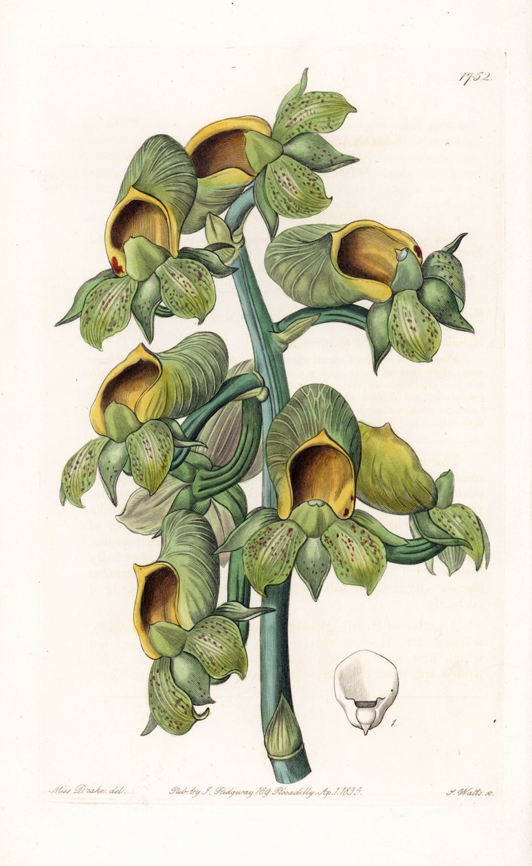 Orkide: Casatetum çeşidi, Brezilya