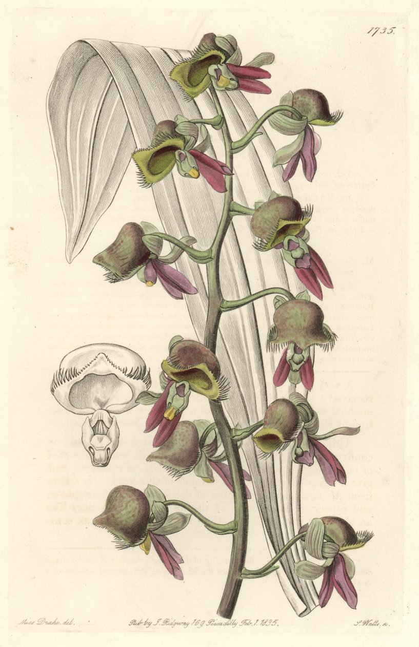 Orkide Catasetum, iki tonlu çiçekler, Guyana