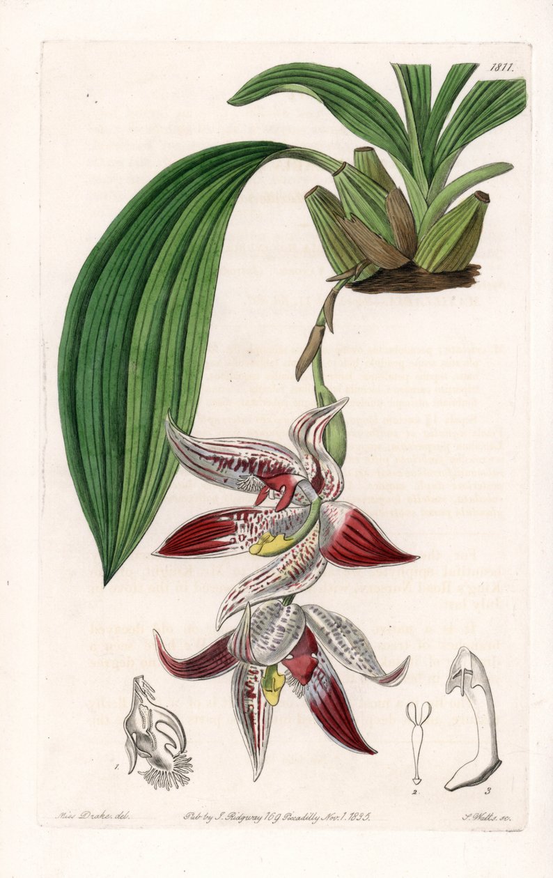 Orkide: Paphinia cristata, Amazonia