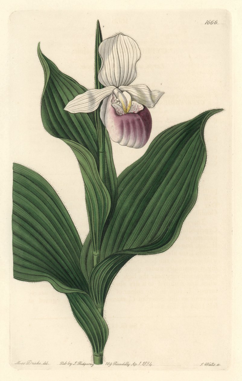 Orkide, Royal Cypripede - S. Watts tarafından Sarah Anne Drake