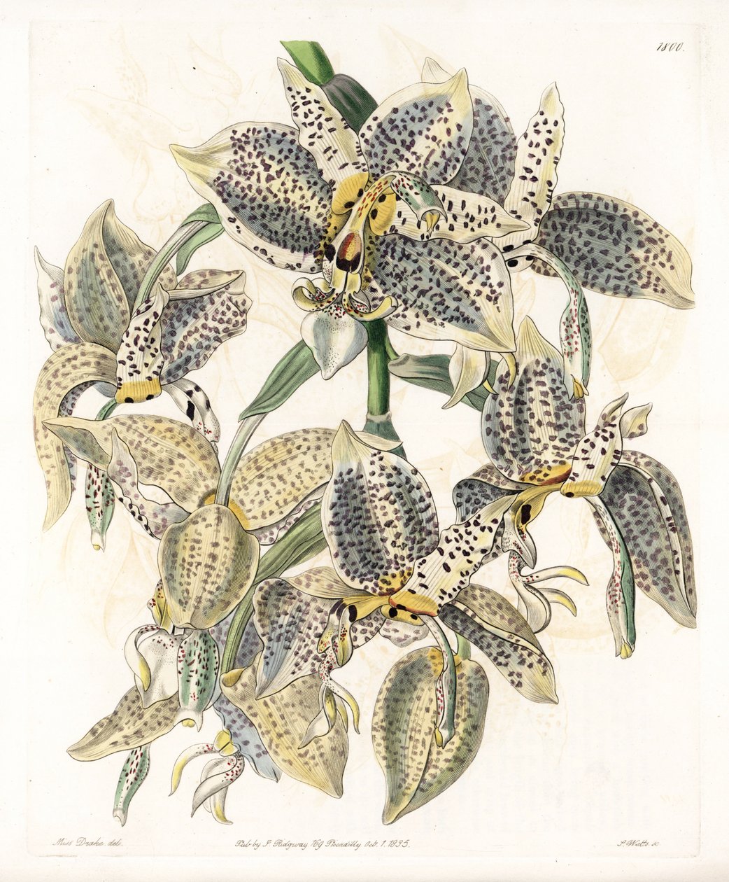 Orkide: Stanhopea çeşidi, neotropik - S.Watts tarafından oyulmuş plaka, Sarah Anne Drake (1803-1857), Sydenham Edwards Botanik Kaydı