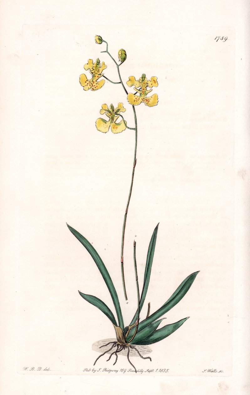 Orkide: Variete Tolumnia guianensis, Haiti ve Santo Domingo