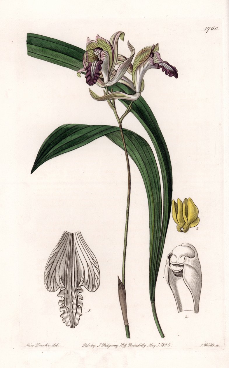 Orkide: Variety of Bletia of America - S.Watts tarafından oyulmuş plaka, Sarah Anne Drake (1803-1857), Sydenham Edwards Botanik Kaydı