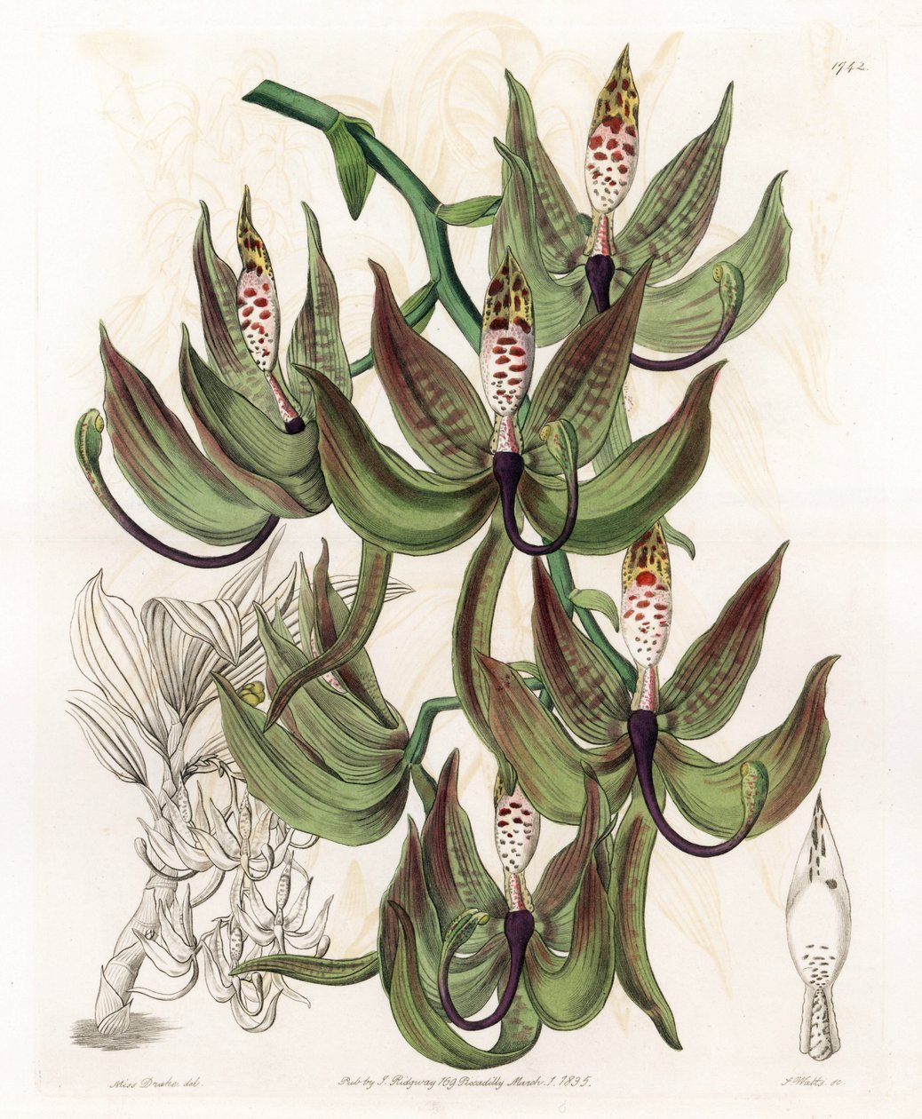Orkide: Cycnoche Variety - S.Watts tarafından oyulmuş tahta, Sarah Anne Drake (1803-1857), Sydenham Edwards Botanik Kaydı