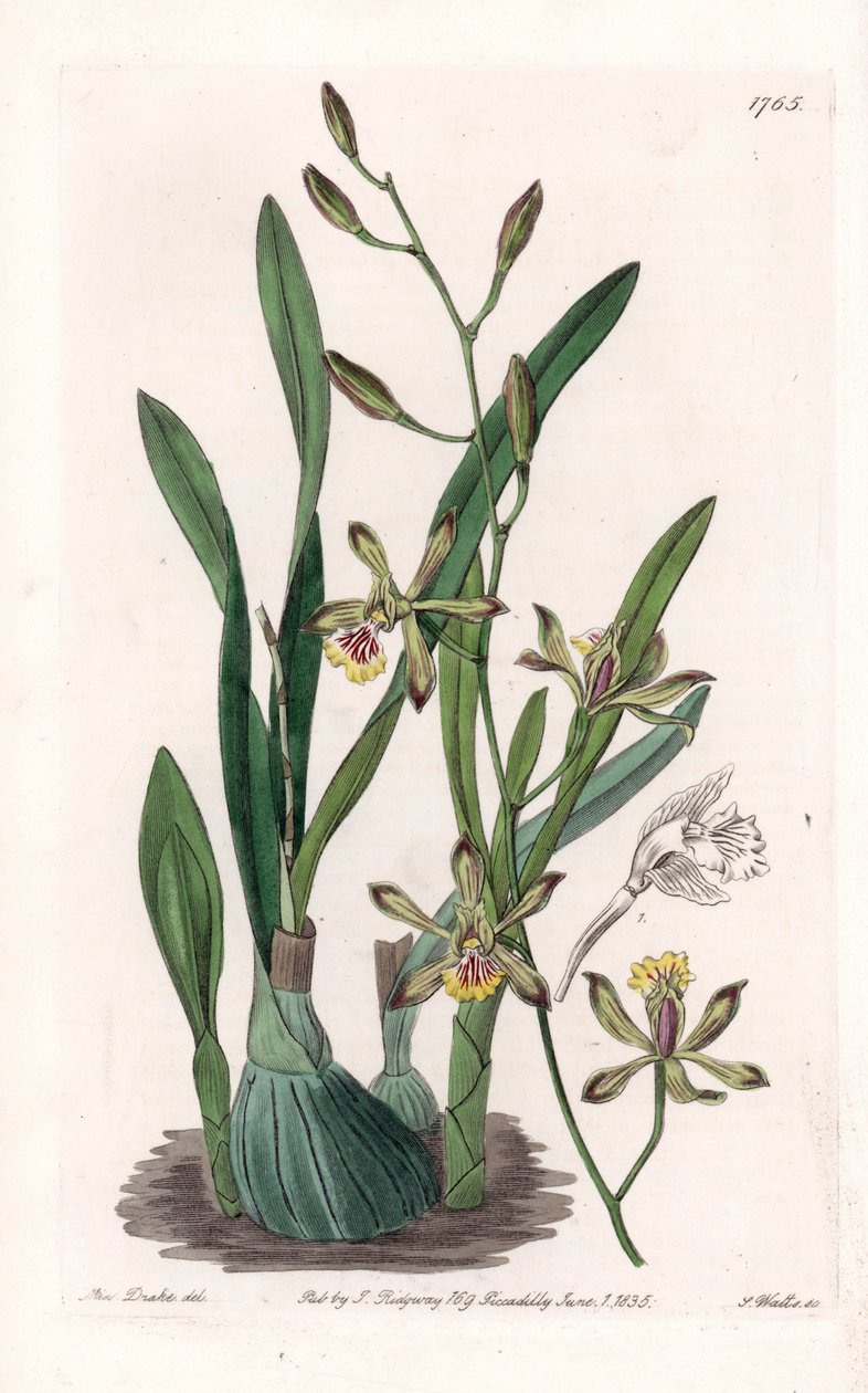 Orkide: epidendre grele - S.Watts tarafından oyulmuş tahta, Sarah Anne Drake (1803-1857), Sydenham Edwards Botanik Kaydı